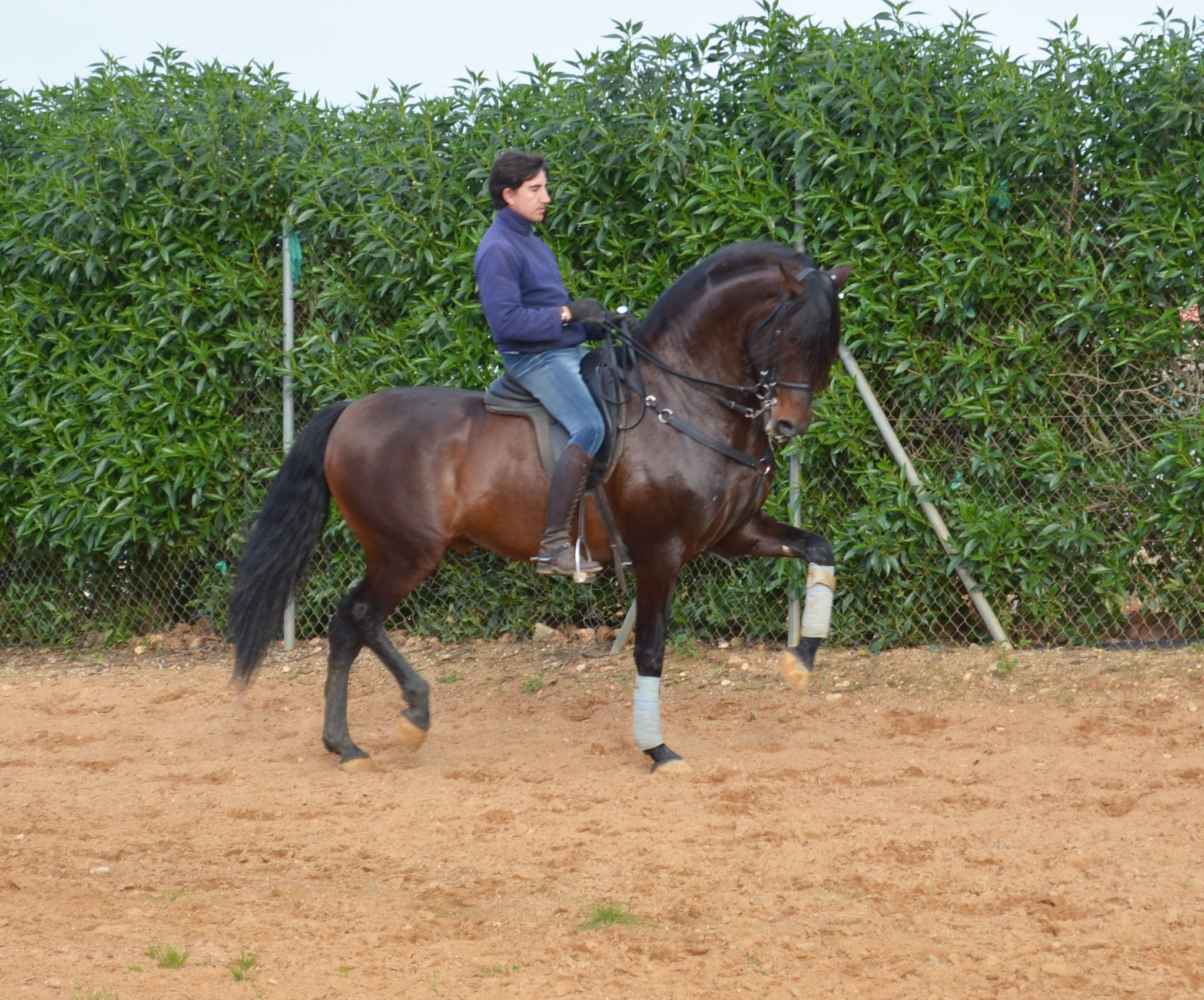 Listado de Caballos en Venta